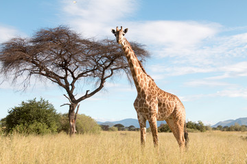 Giraffes grazing on acacia leaves
