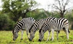 Zebra herd in grassland
