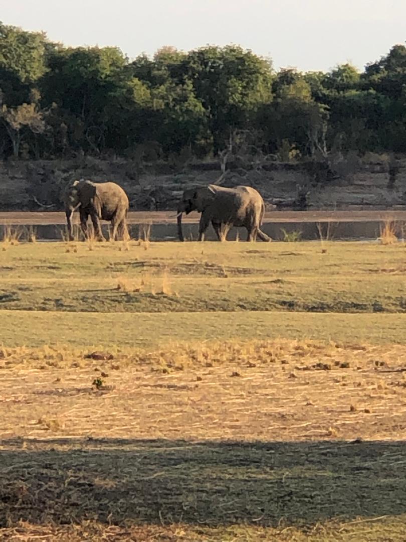 Elephant herd crossing river