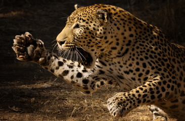 Leopard resting on tree branch