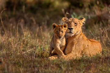 Lion resting in the savanna