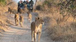 Safari guide with guests